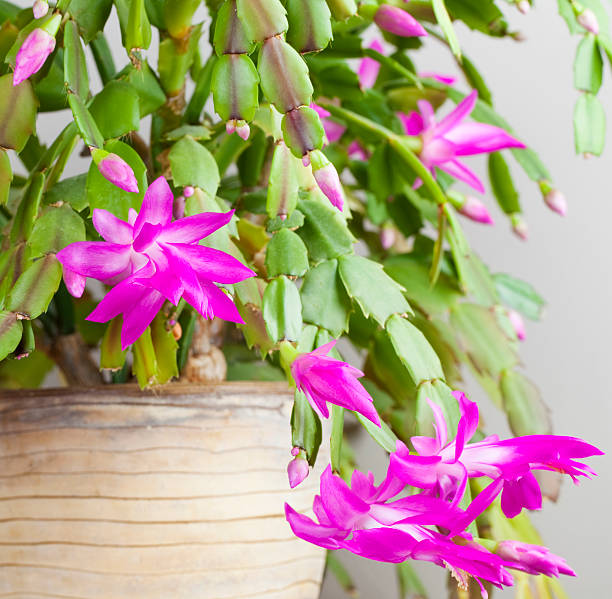 Hvid Pink Zygocactus Truncatus blomsterfrø til plantning - 100 stk