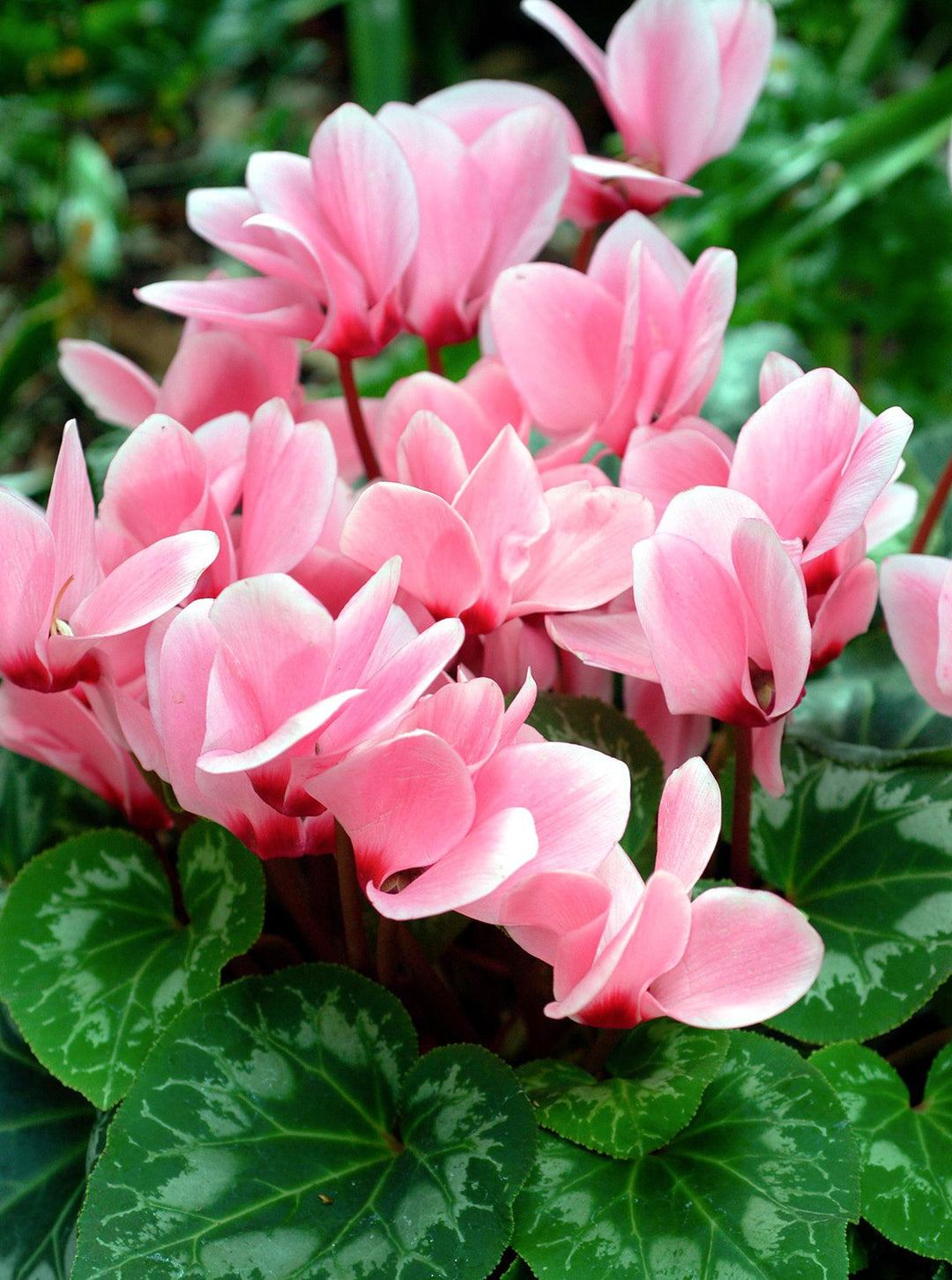 Dark Pink  Cyclamen Flower Seeds for Planting - 100 pcs