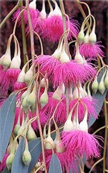 Pink Eucalyptus Sideroxylon Seeds for Planting