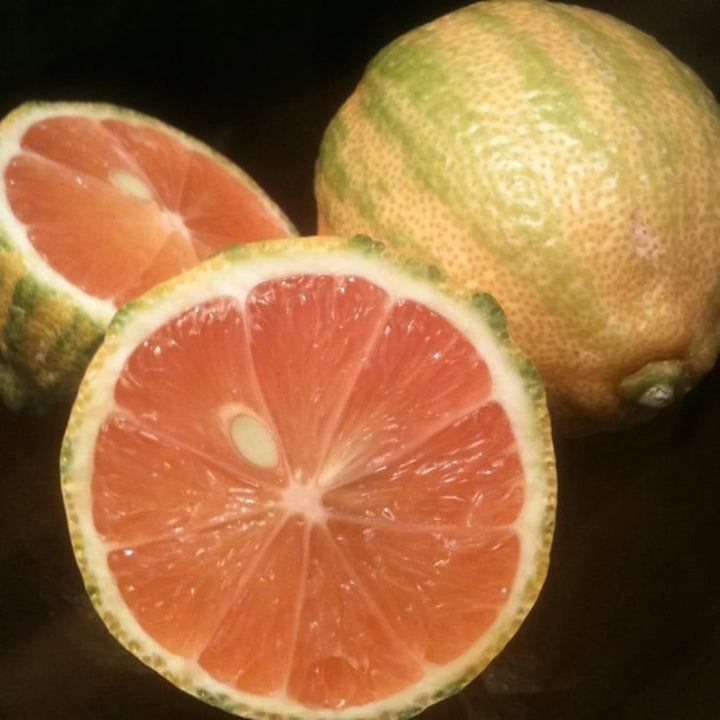Pink Eureka Lemon Variegated Fruit Seeds for Planting