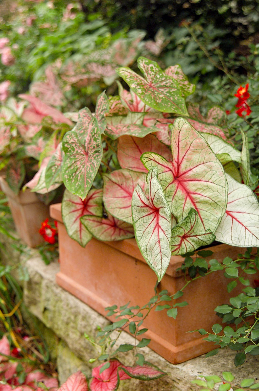 Caladium Bicolor Hvid Grønne Blomsterfrø til Plantning 100 stk