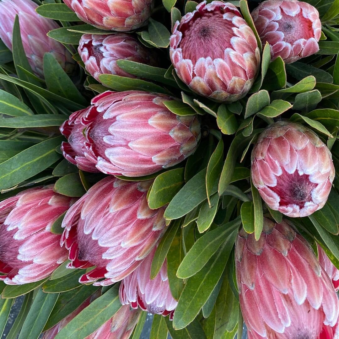 Organic Pink Protea Flower Seeds for Planting – Heirloom, Non-GMO