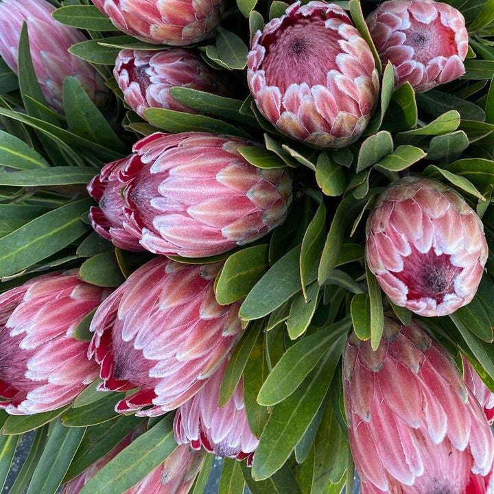 Organic Pink Protea Flower Seeds for Planting – Heirloom, Non-GMO