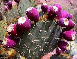 Pink Opuntia Engelmannii Plant Seeds for Planting
