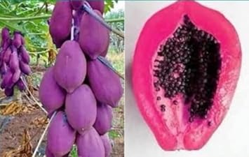 Pink Papaya Fruit Seeds for Planting