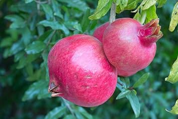 Pink Pomegranate Fruit Seeds