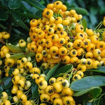 Pink Pyracantha Coccinea Seeds