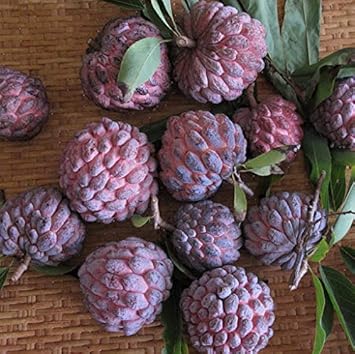 Pink Soursop Fruit Seeds for Planting