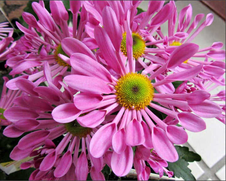 Pink Spoon Mum Flower Seeds for Planting, 100 pcs