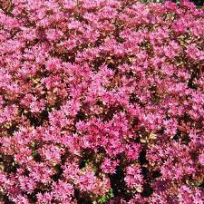 Pink Spurium Coccineum Plant Seeds
