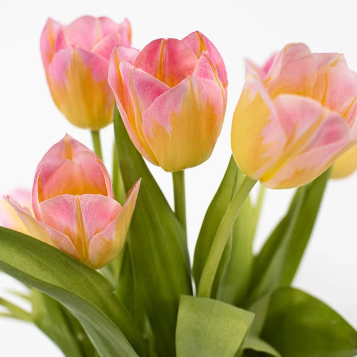 Pink Yellow Tulip Flower Seeds 100 pcs