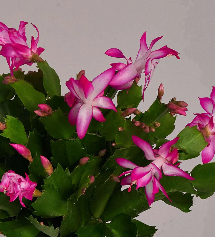 Heirloom Non-GMO Schlumbergera Flower Seeds – Rosy Christmas Cactus Blooms for Indoor Pots, High Germination
