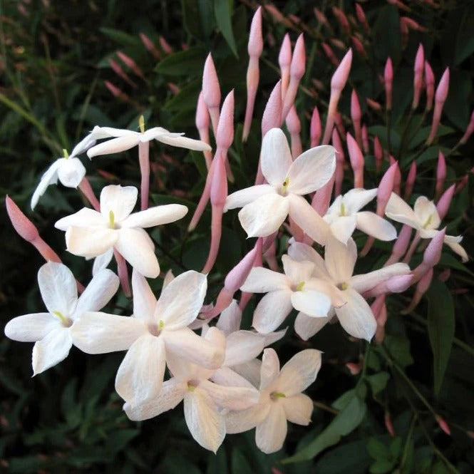 Pink Jasmine Jasminum polyanthum flower seeds