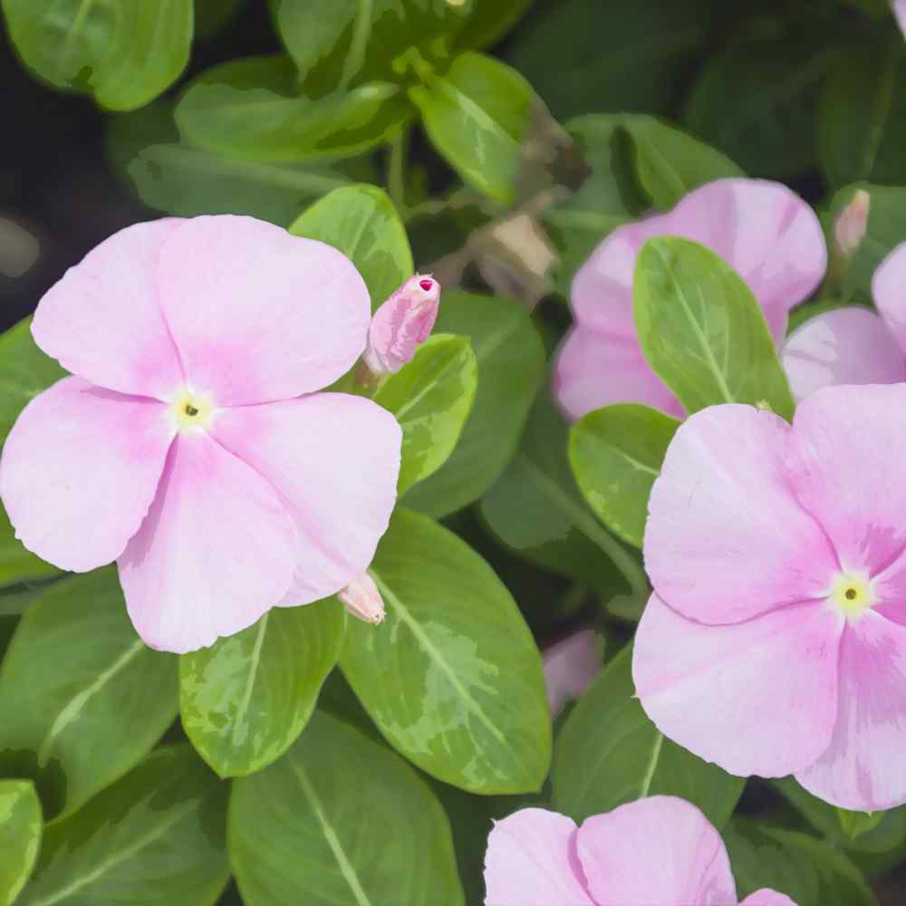 Periwinkle Vinca Baby Pink Blomsterfrø til udplantning 100 stk