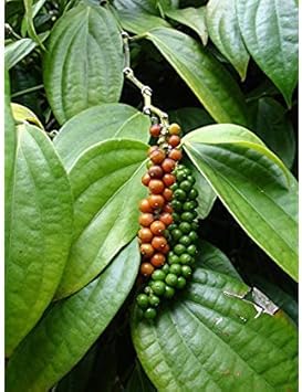 Piper Nigrum Fruit Seeds