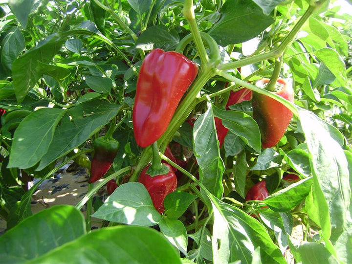 Piquillo Pepper Seeds for Planting – Heirloom, Non-GMO, Organic Garden Seeds with High Germination Rate