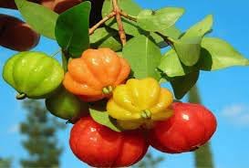 Pitanga Fruit Seeds for Planting