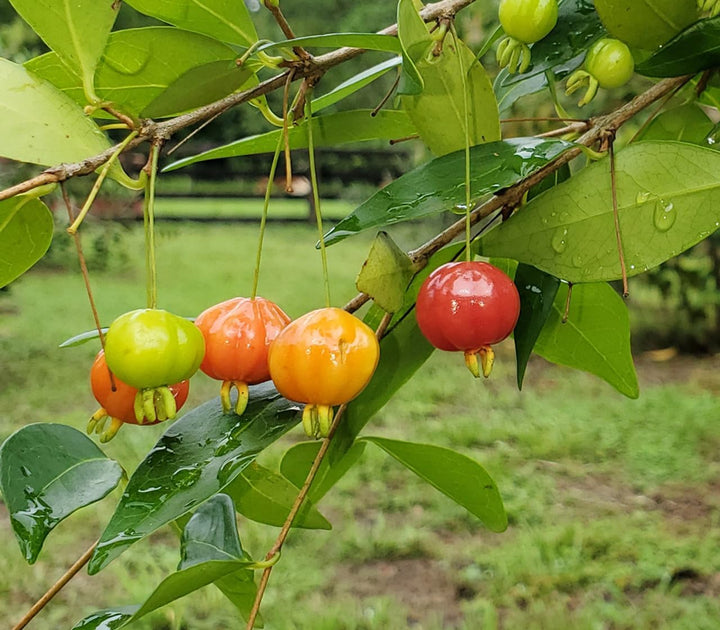 Pitanga Fruit Seeds for Planting
