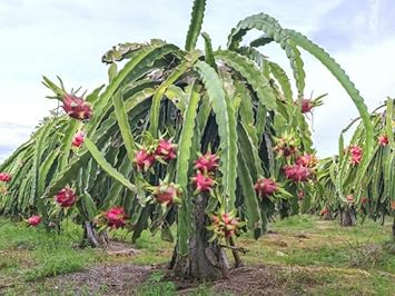 Pitaya (Dragon Fruit) Seeds for Growing