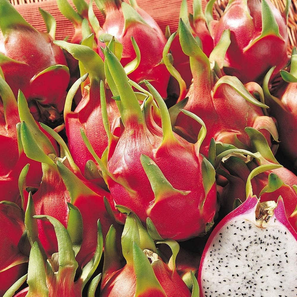 Pitaya (Dragon Fruit) Seeds for Growing