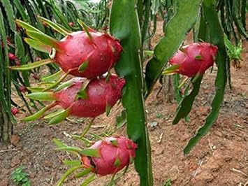 Pitaya Fruit Seeds