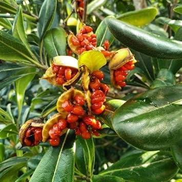 Pitosforo (Pittosporum Tobira) Fruit Seeds for Planting