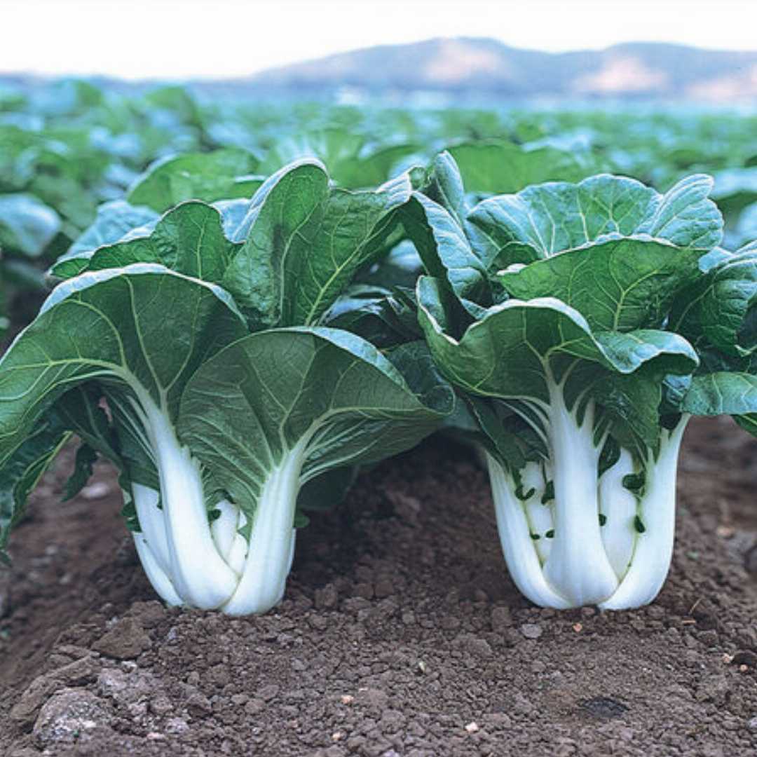 Green White Choi Blizzard Seeds for Planting - 100 pcs