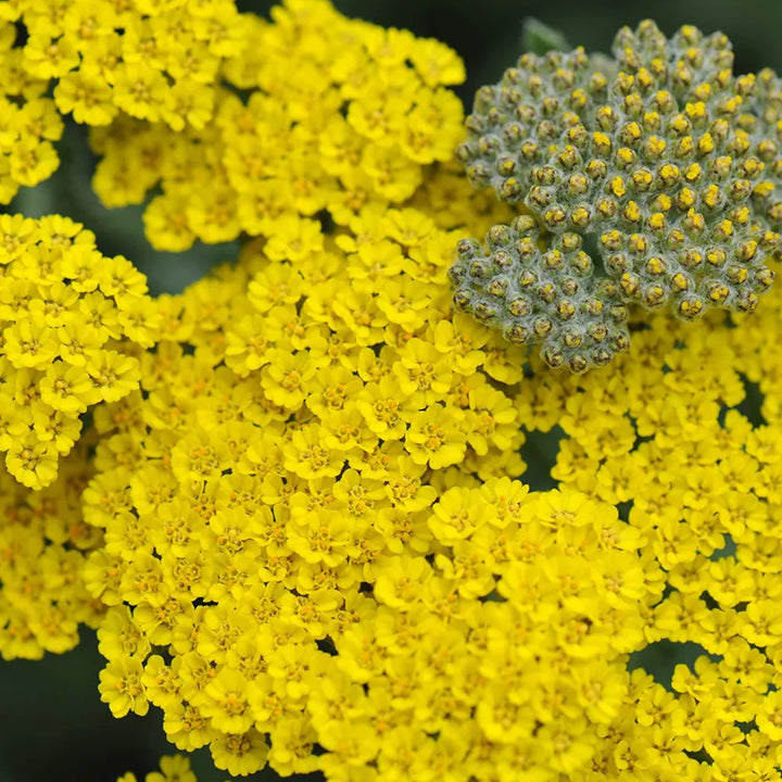 Heirloom Non-GMO Achillea Flower Seeds for Planting – Drought-Tolerant Medicinal & Ornamental Blooms