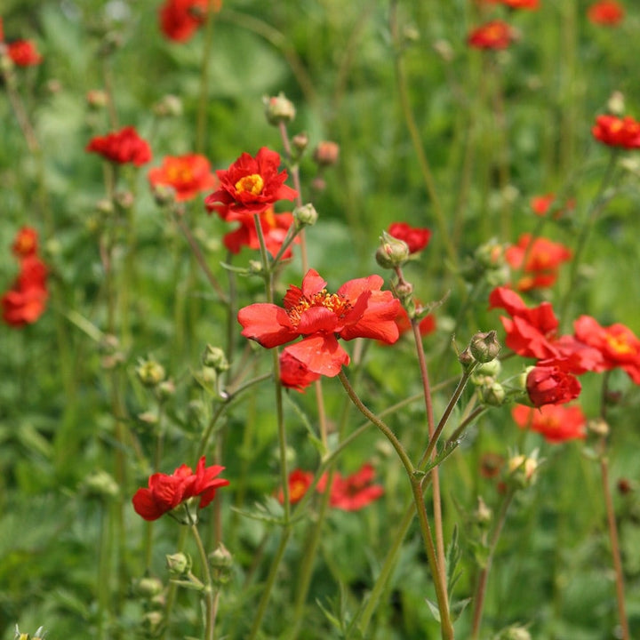 Geum Rossii Flower Seeds for Planting - 100 pcs