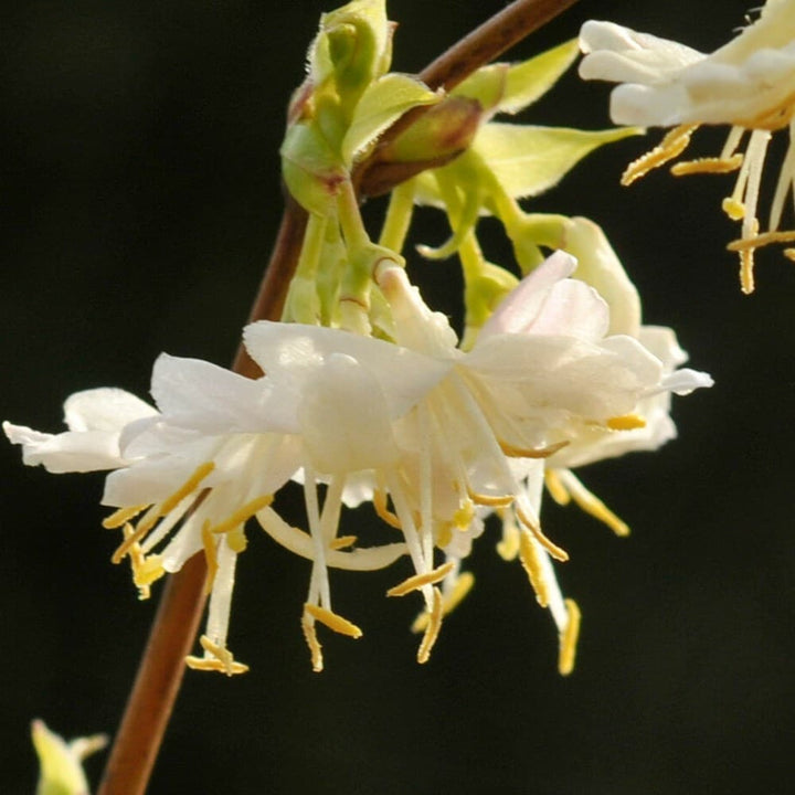 Heirloom Non-GMO Lonicera Fragrantissima Flower Seeds for Planting – Winter Fragrant Blooms | High Germination
