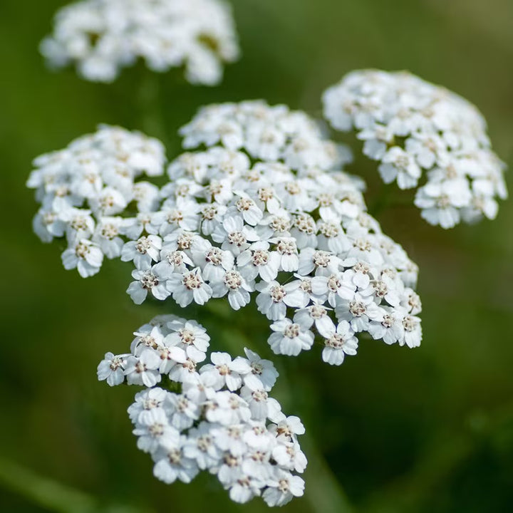 Yarrow Milfoil Seeds for Planting – Heirloom, Non-GMO Medicinal Herb & Pollinator-Friendly Perennial Flowers