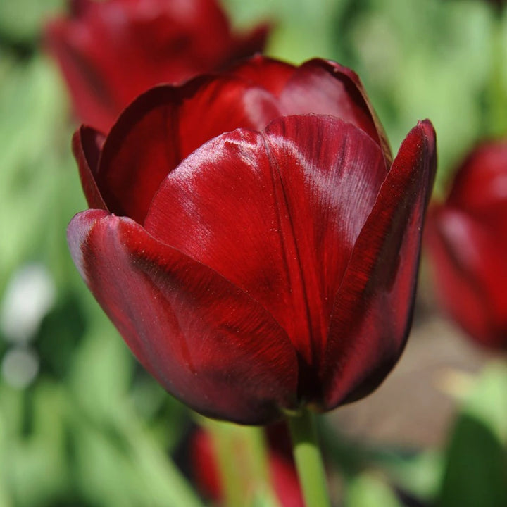 Maroon Tulip Flower Seeds for Planting – Vibrant Heirloom Non-GMO Garden Seeds, High Germination