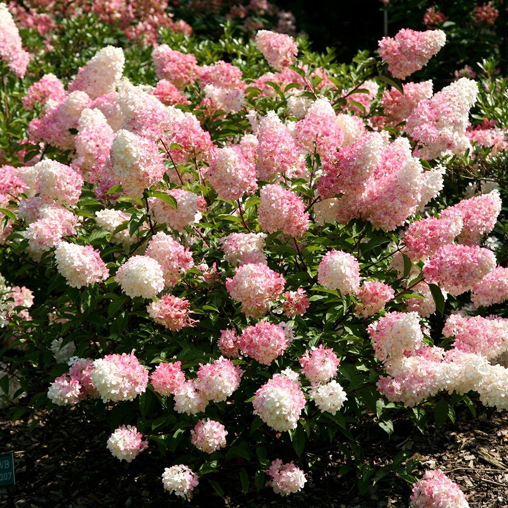 pink organic flower seeds