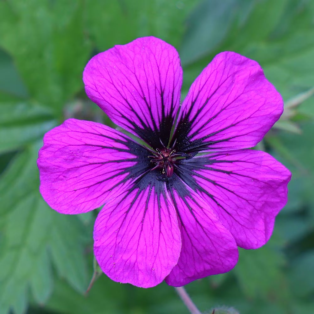 pink verbena flower seeds