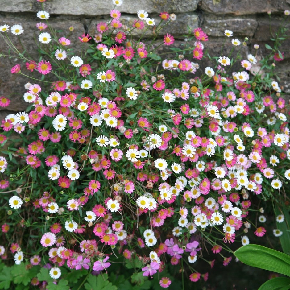 Pink Hvid Karvinskianus Blomsterfrø til udplantning - 100 stk