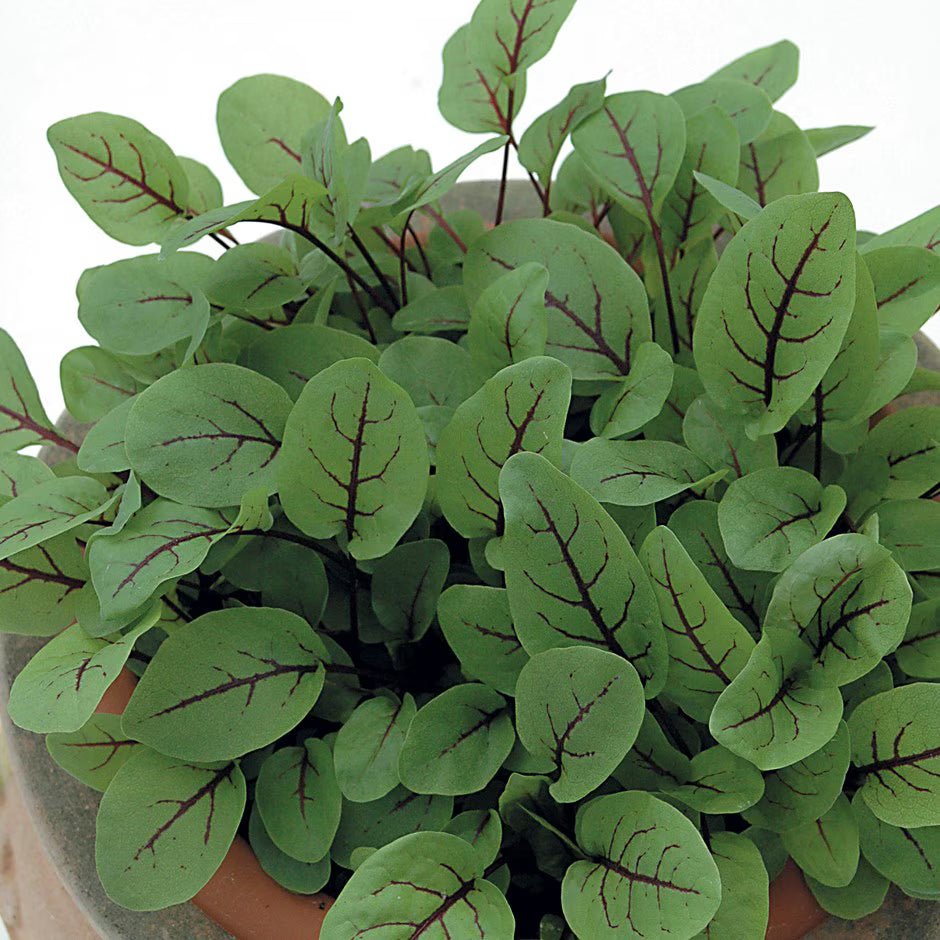 Red-Veined Sorrel Seeds (Rumex Sanguineus) – Heirloom, Non-GMO, High Germination Organic Garden Seeds for Planting & Culinary Use