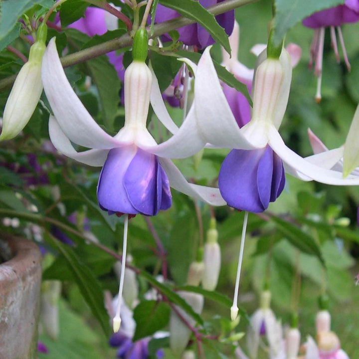 Friske Fuchsia Blomsterfrø til Plantning, Violet Hvid 100 stk