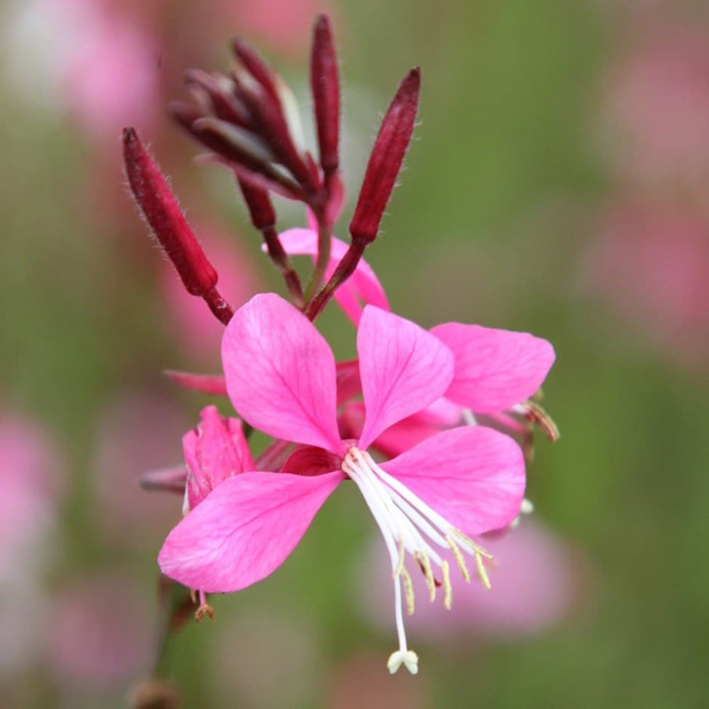 pink gaura flower seeds