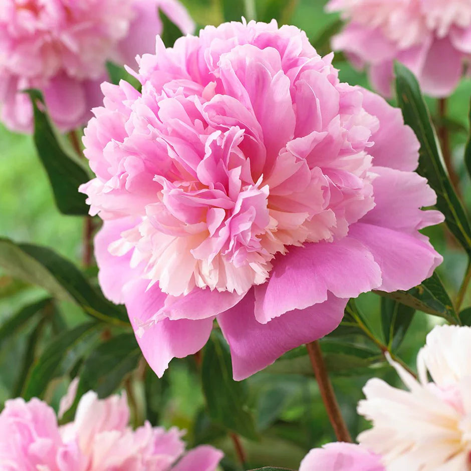 double bloom flower seeds