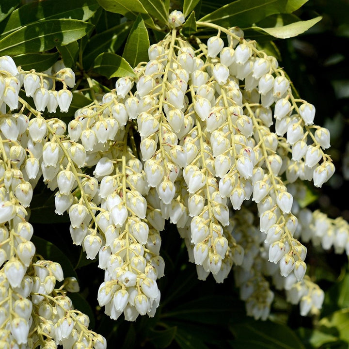 Pieris Japonica Flower Seeds for Planting, 100 pcs