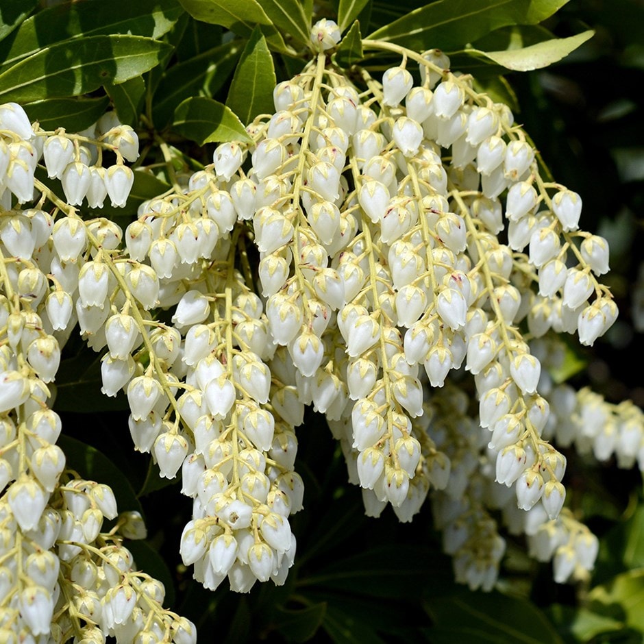 pieris japonica flower seeds