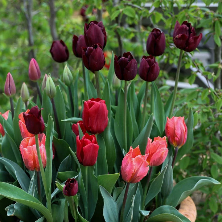 Maroon Tulip Flower Seeds for Planting – Vibrant Heirloom Non-GMO Garden Seeds, High Germination
