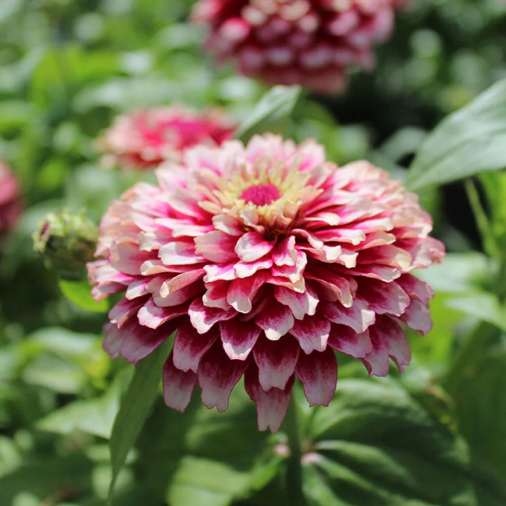 Red Cream Zinnia Flower Seeds for Planting 100 pcs