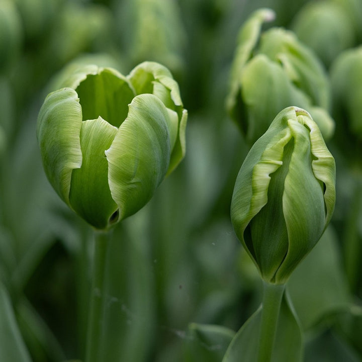 Heirloom Green Tulip Flower Seeds for Planting – Non-GMO, Perfect for Spring Gardens