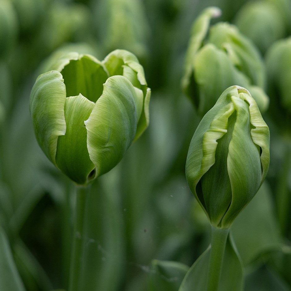 green heirloom flower seeds