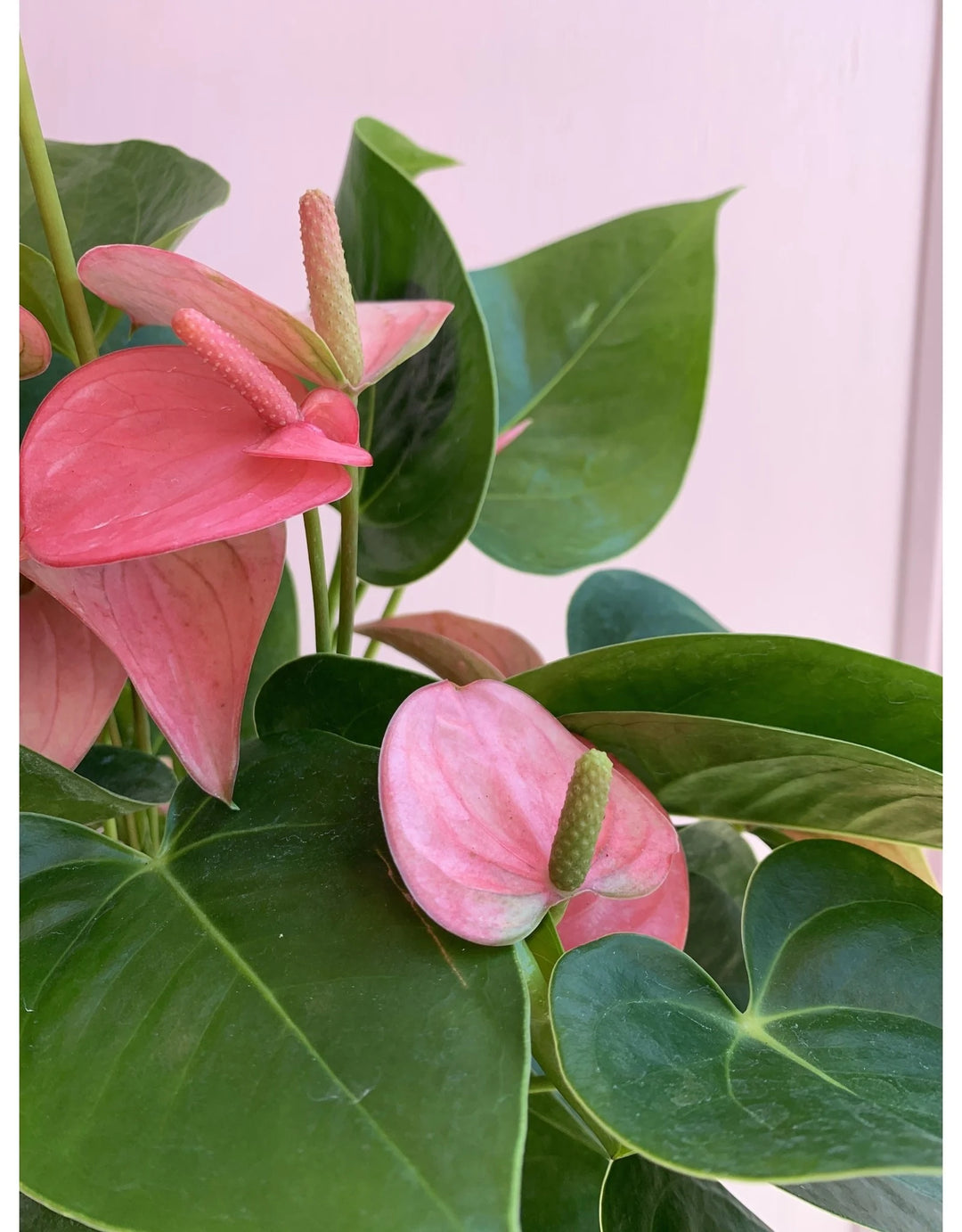 Anthurium Pale Pink Flower Seeds for Planting 100 pcs