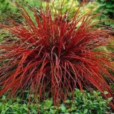 Uncinia egmontiana Seeds for Planting – Rare Ornamental Grass, Perennial Landscaping Seeds, Non-GMO