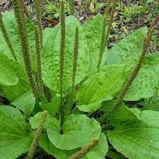 Plantain Plant Seeds