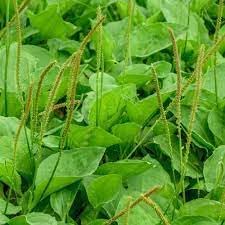 Plantain Plant Seeds