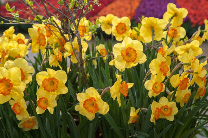 Påskelilje Blomsterfrø Lysegule til udplantning, 100 stk